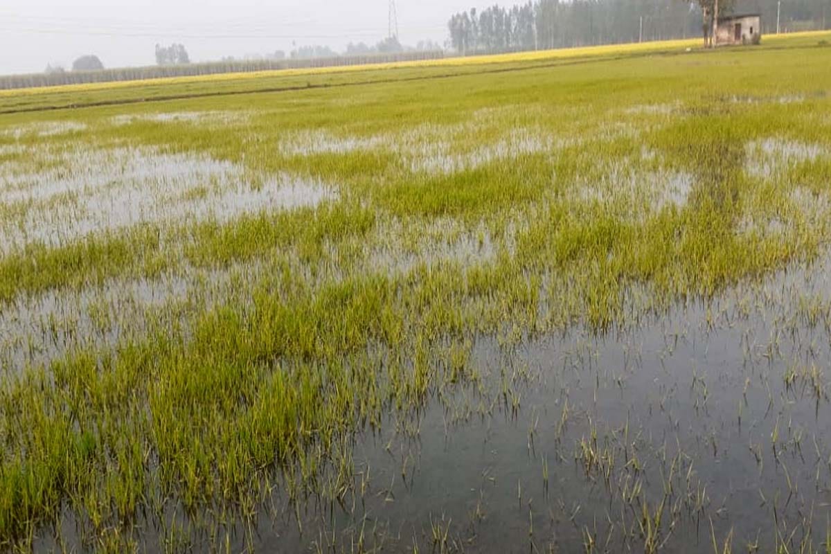 weather news: rain in many places in western UP