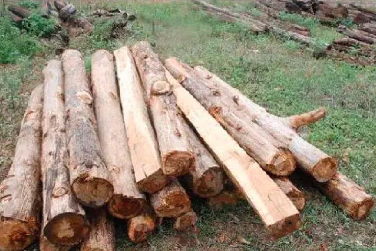 Sehore: Teak smuggling was happening in the dark of night, forest department seized wood including truck and arrested the accused
