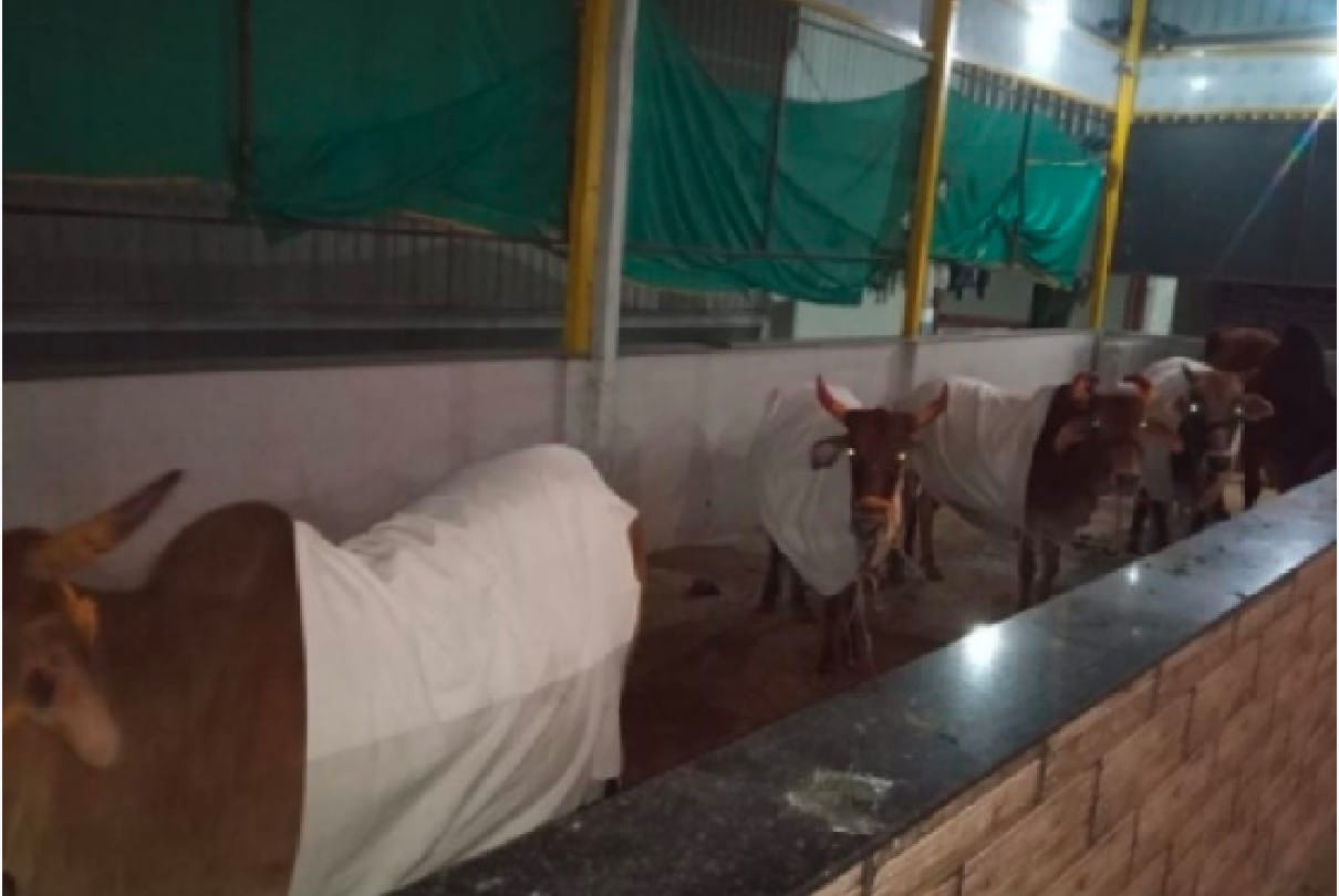 Salvation will be available from cattle left in a year: Cabinet Minister Dharampal told the government's plan, income will be from cow dung and urine