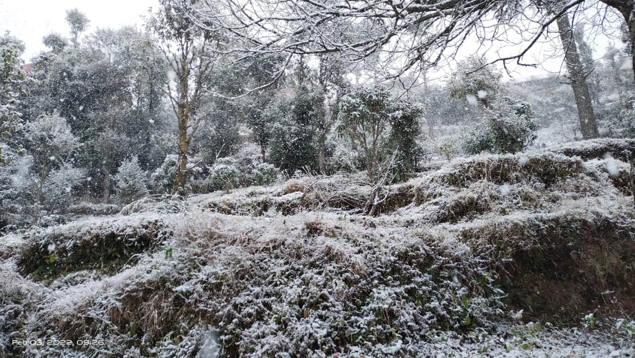 Uttarakhand Weather: Snowfall in Mussoorie and Nainital, Garhwal Kumaon Snowfall Pics