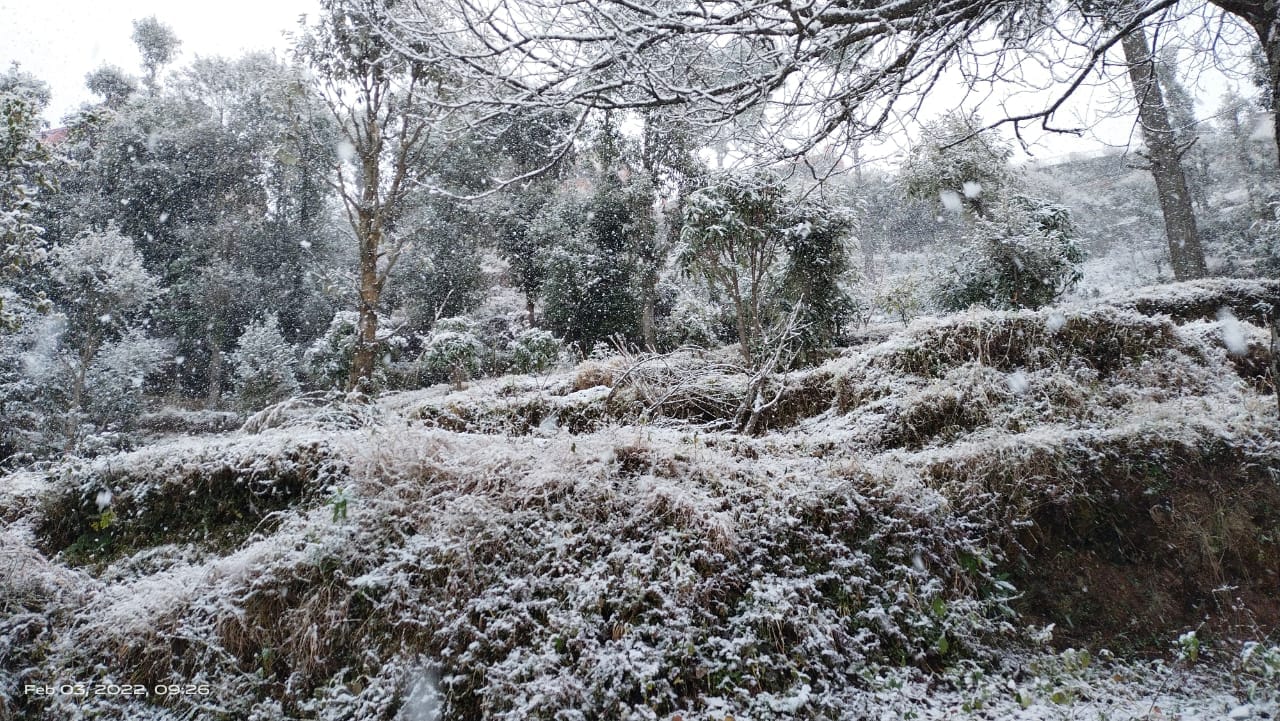 Uttarakhand Weather: Snowfall in Mussoorie and Nainital, Garhwal Kumaon Snowfall Pics