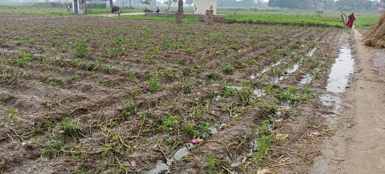 Water filled the fields due to rain, potato digging stopped