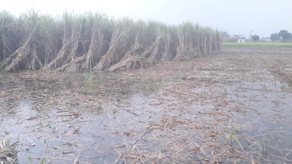 Heavy damage to crops due to rain and hail
