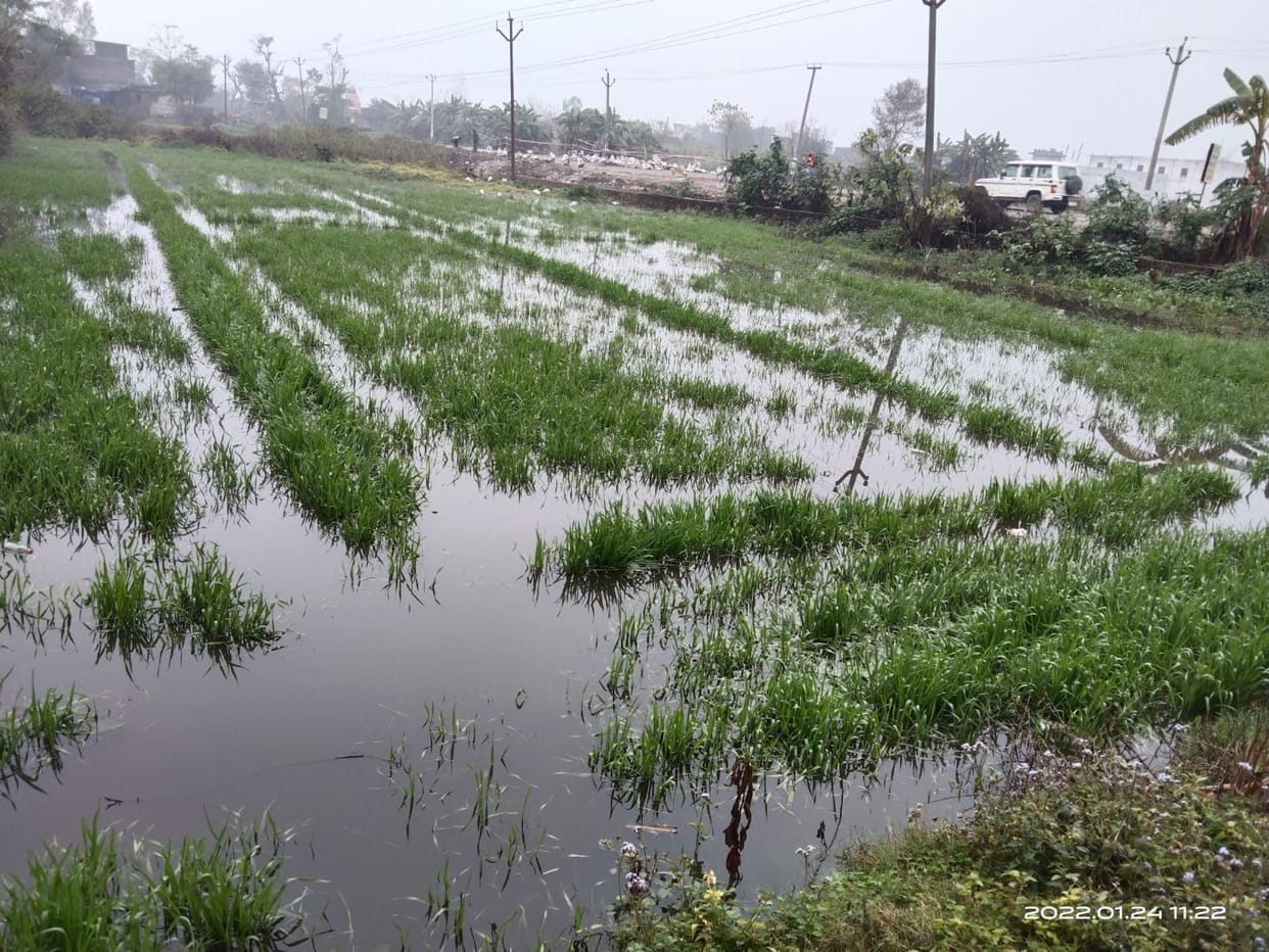 Field submerged, damage to lentil crop