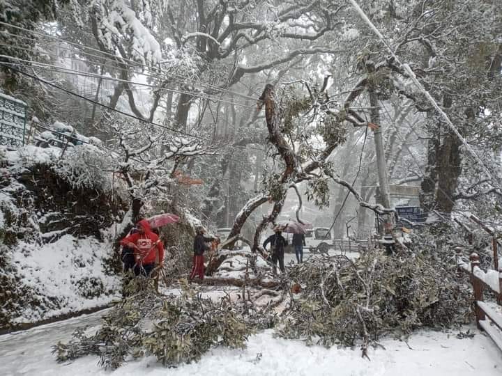 Roads closed, trees breaking as havoc in Shimla