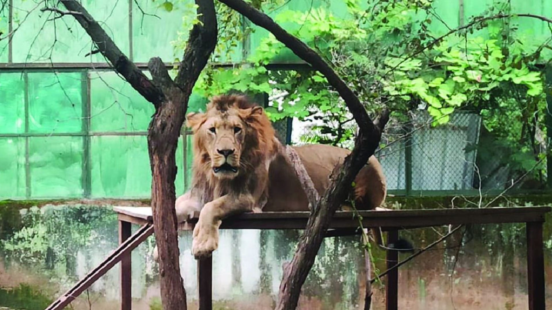Lion will be brought from Indore to Bhiwani zoo in Haryana