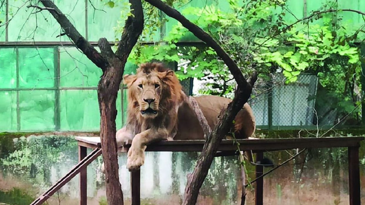 Lion will be brought from Indore to Bhiwani zoo in Haryana