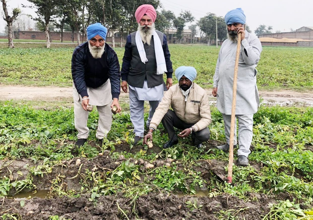 Heavy damage to vegetables and wheat crops due to rain
