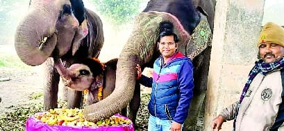Elephants feast on the first birthday of 'Masakali'