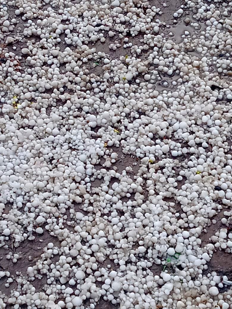 Hail with rain, damage to crops