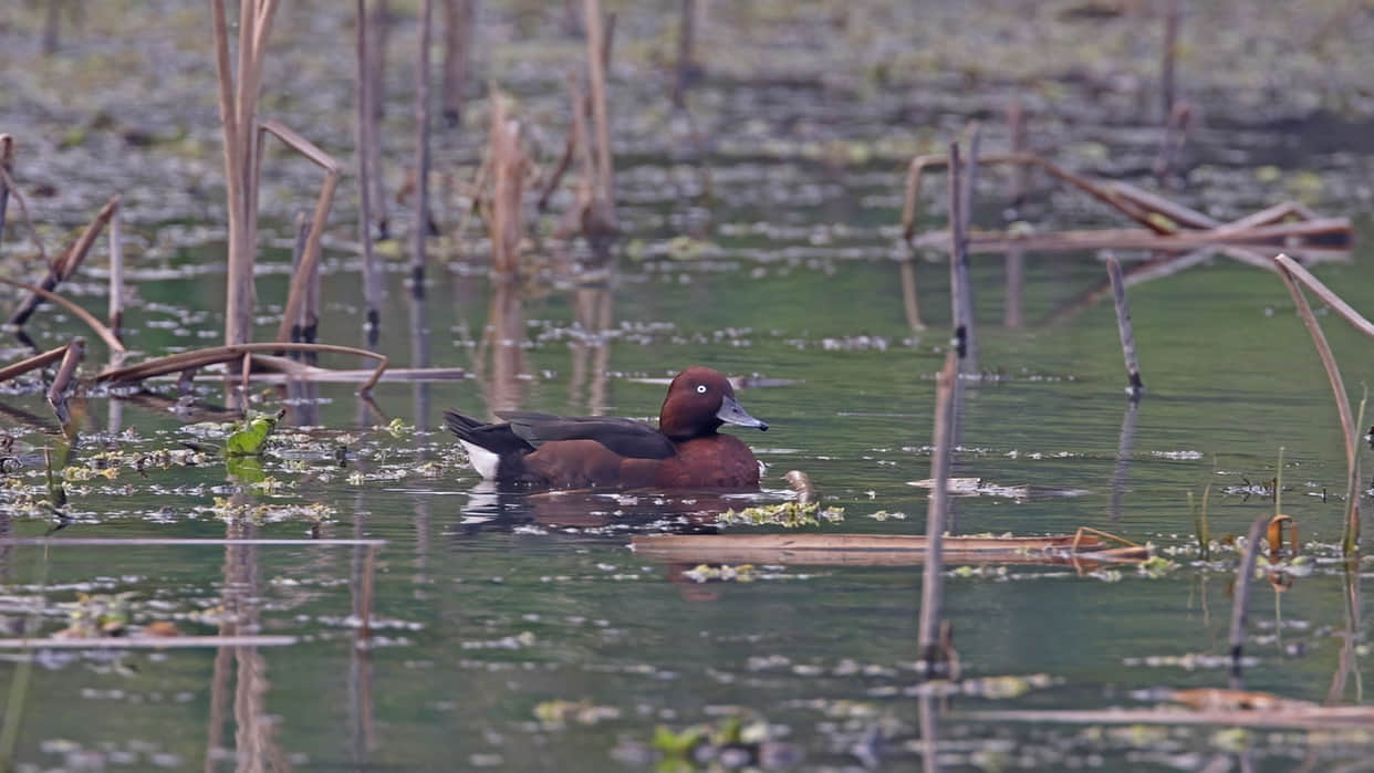 New Species Of Otter Near threatened Duck Spotted In Odisha s Chilika Lake