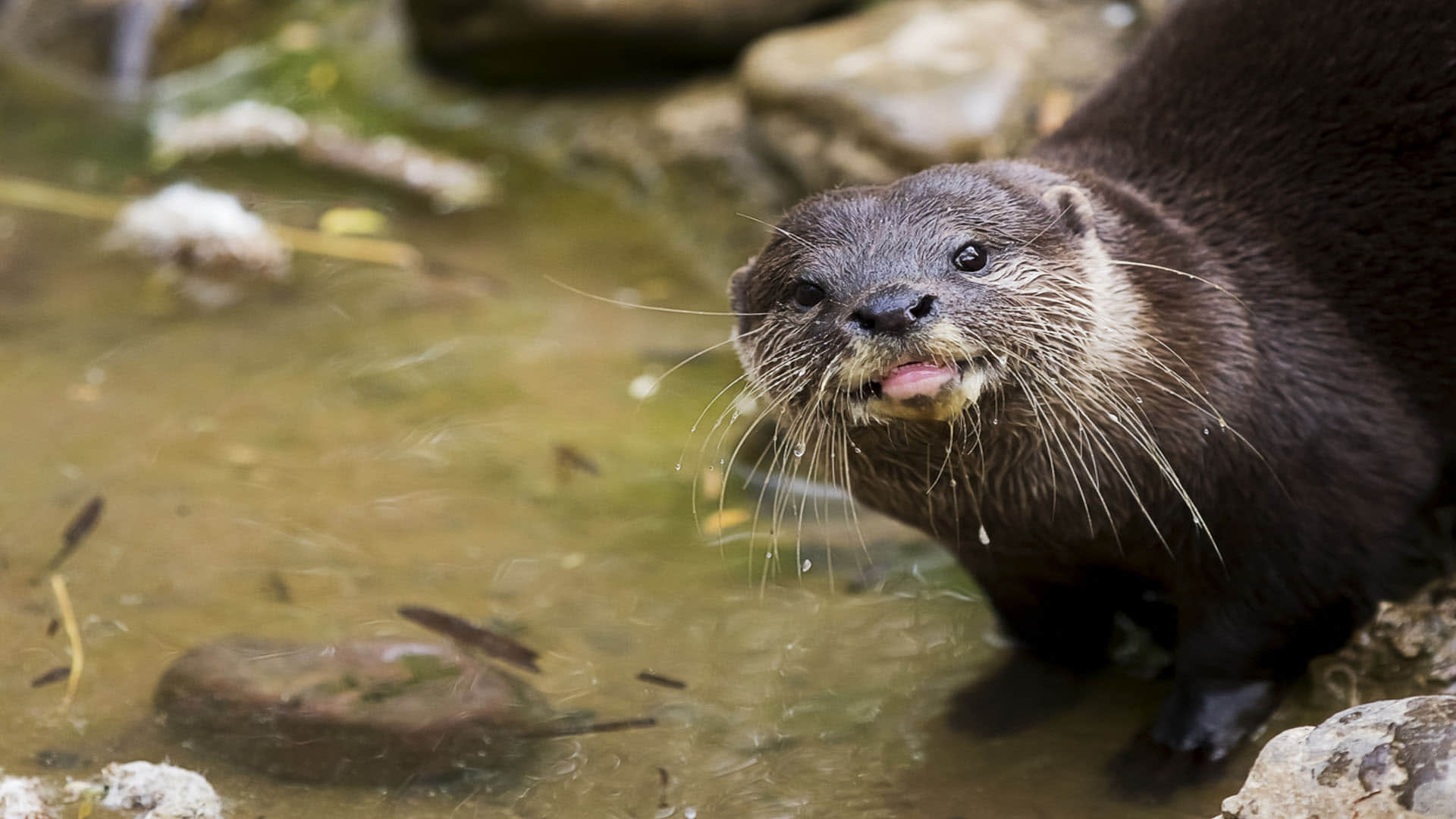 New Species Of Otter Near threatened Duck Spotted In Odisha s Chilika Lake