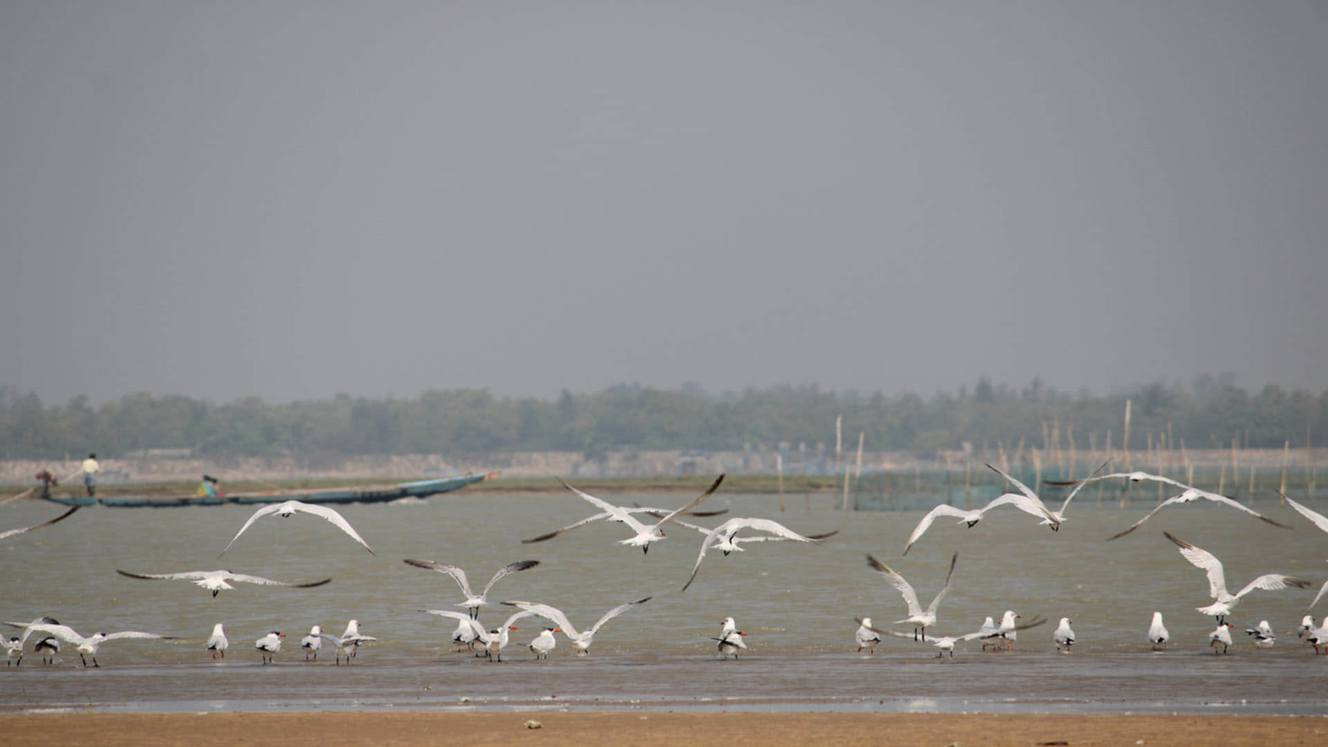 New Species Of Otter Near threatened Duck Spotted In Odisha s Chilika Lake