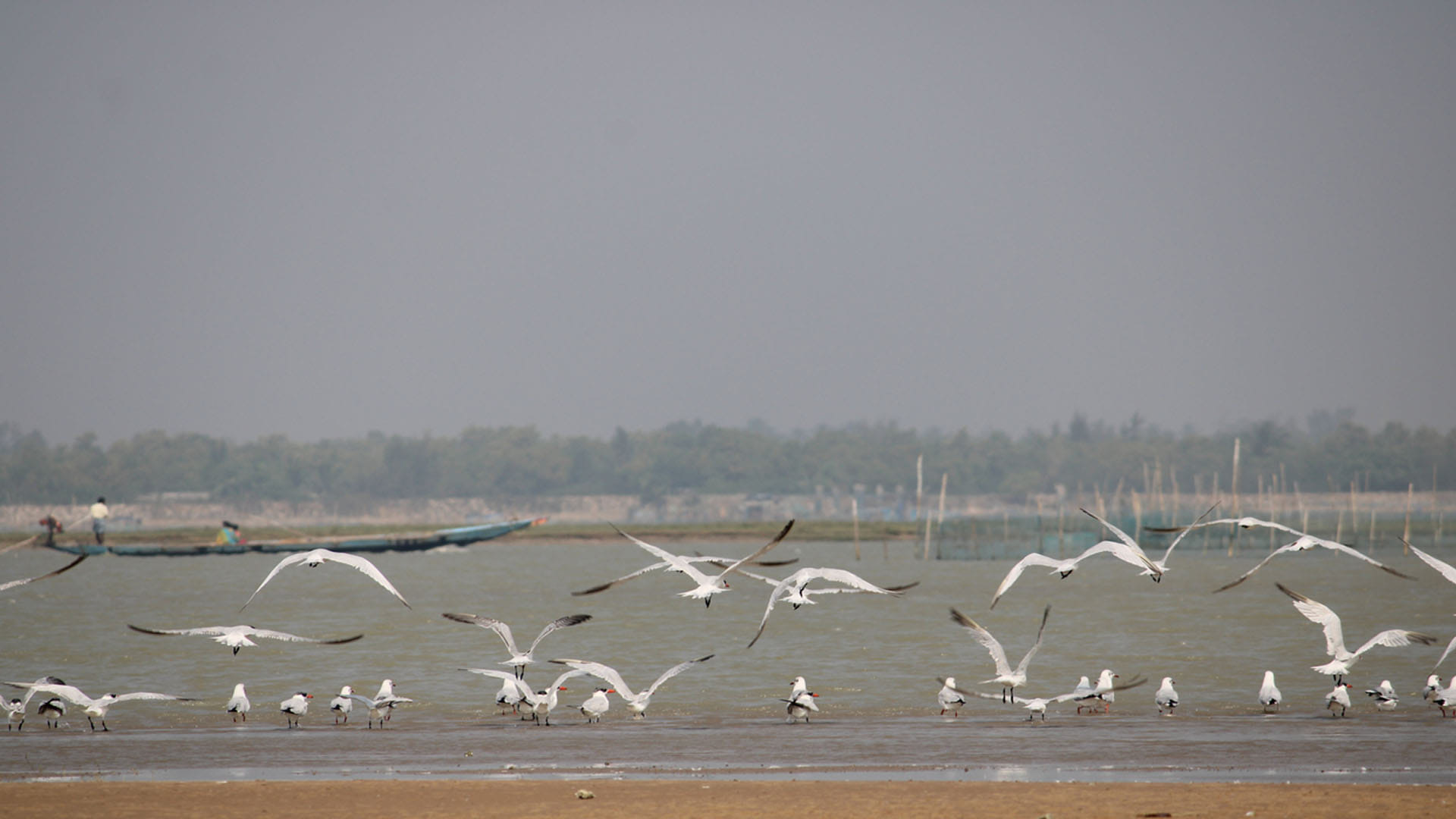 New Species Of Otter Near threatened Duck Spotted In Odisha s Chilika Lake