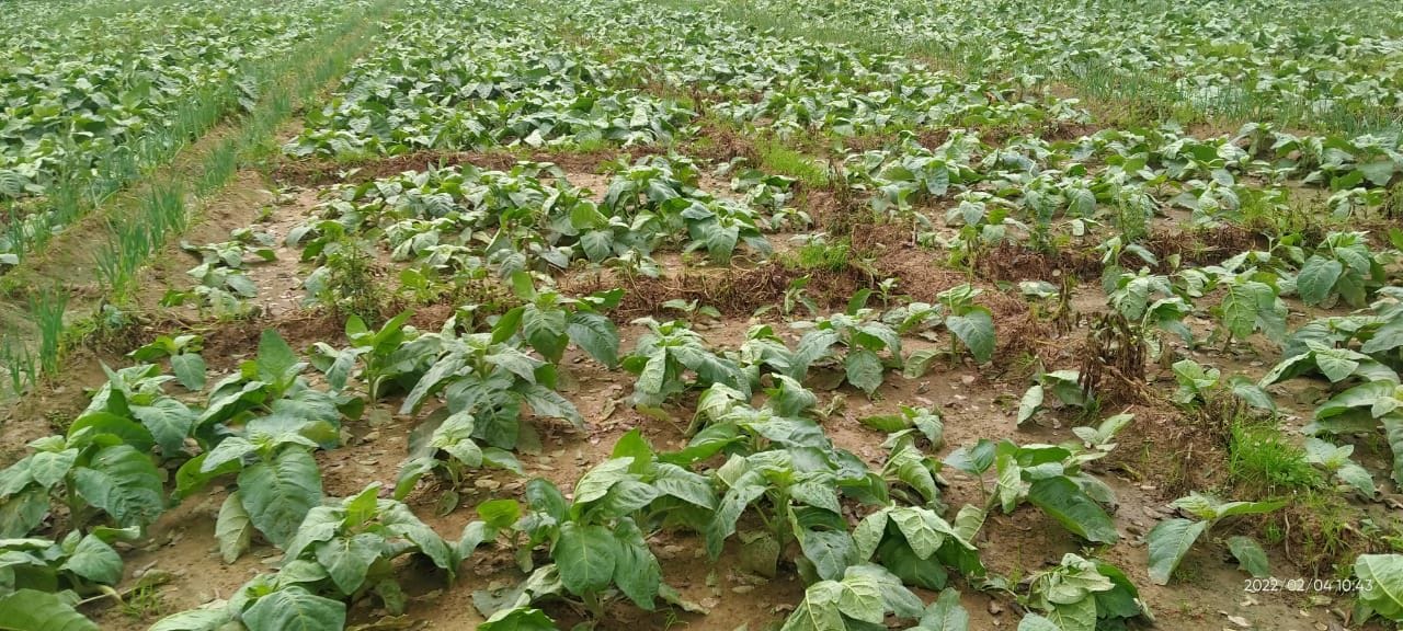 Tobacco crop damaged by hailstorm