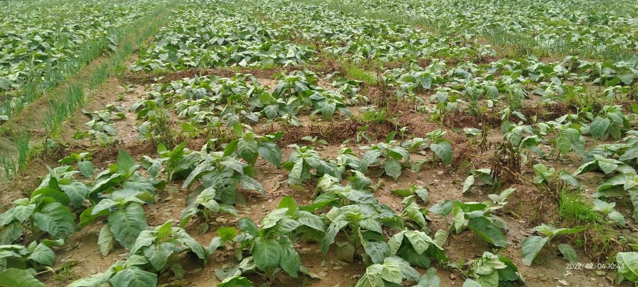 Tobacco crop damaged by hailstorm