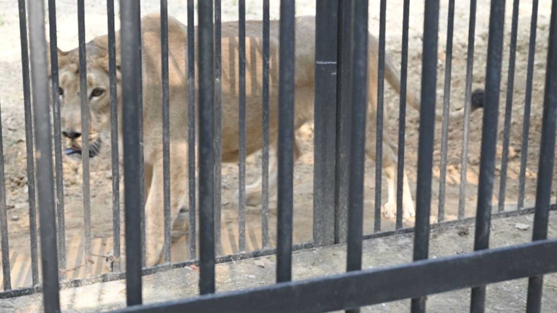 Lion reached from Indore to Bhiwani zoo in Haryana