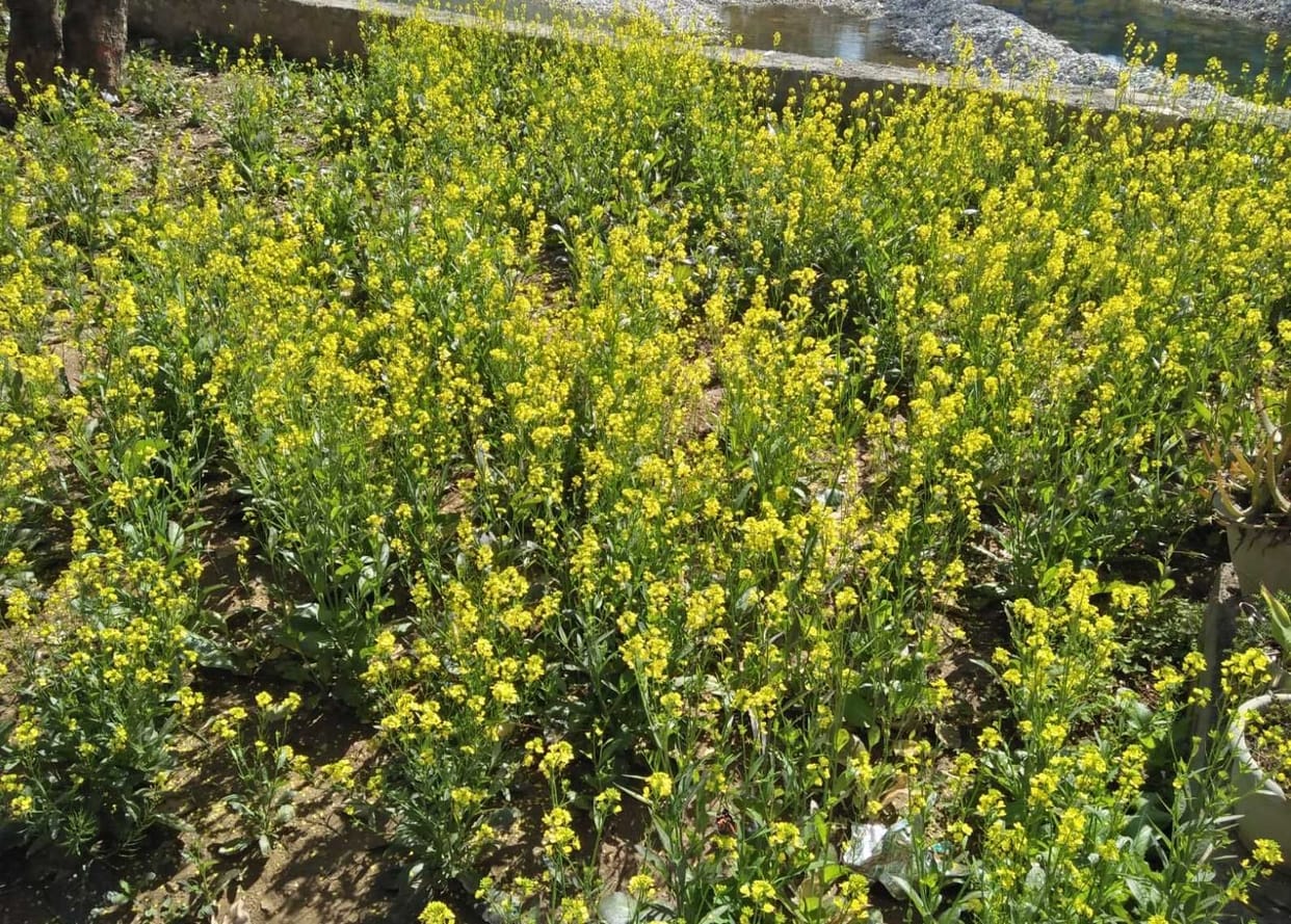 Vasant Panchami in Bageshqar