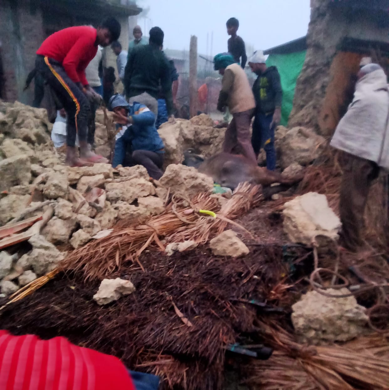 Cattle fell due to rain, two cattle died