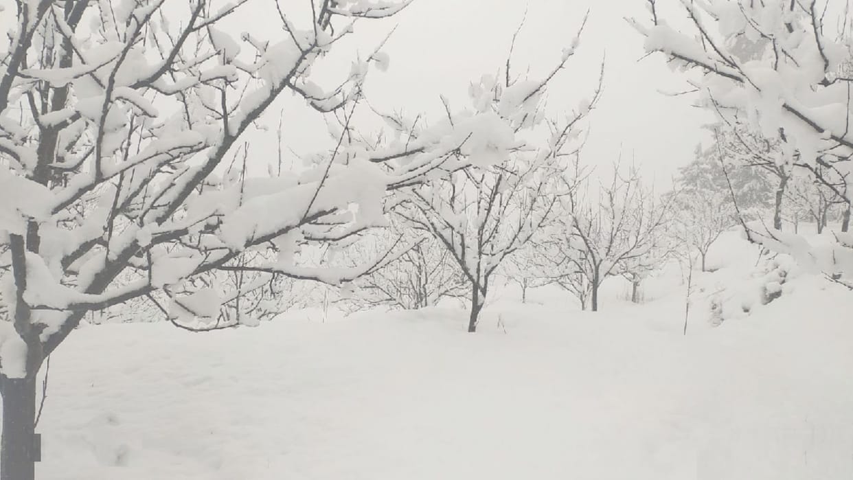 Horticulture: Snowfall fulfills chilling hours for apple trees