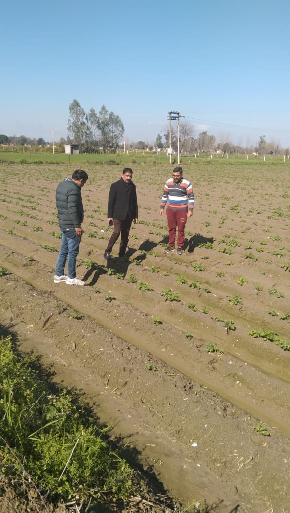 Farmers engaged in spraying potato crop in the district