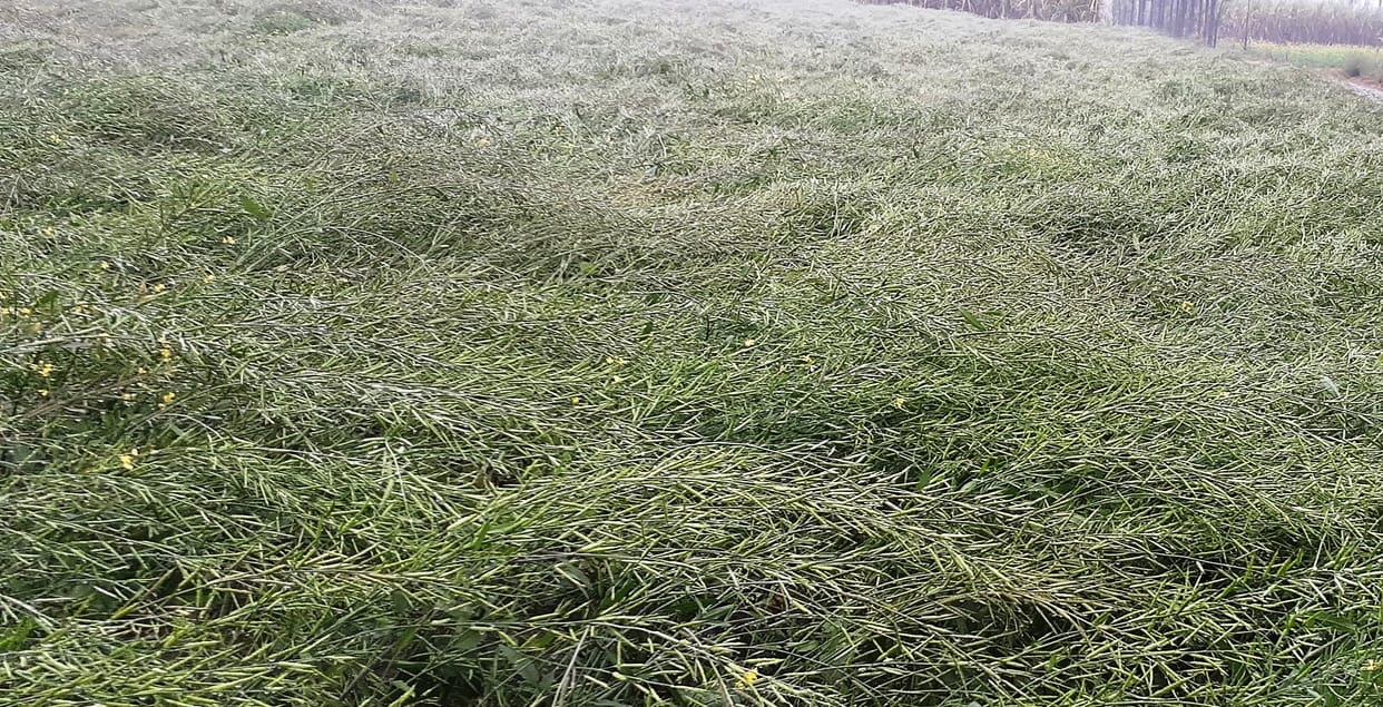 More damage in wheat and mustard crops