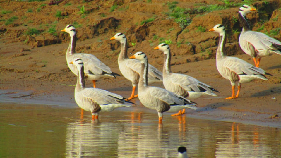 Bar headed goose bird reached chambal in rajasthan