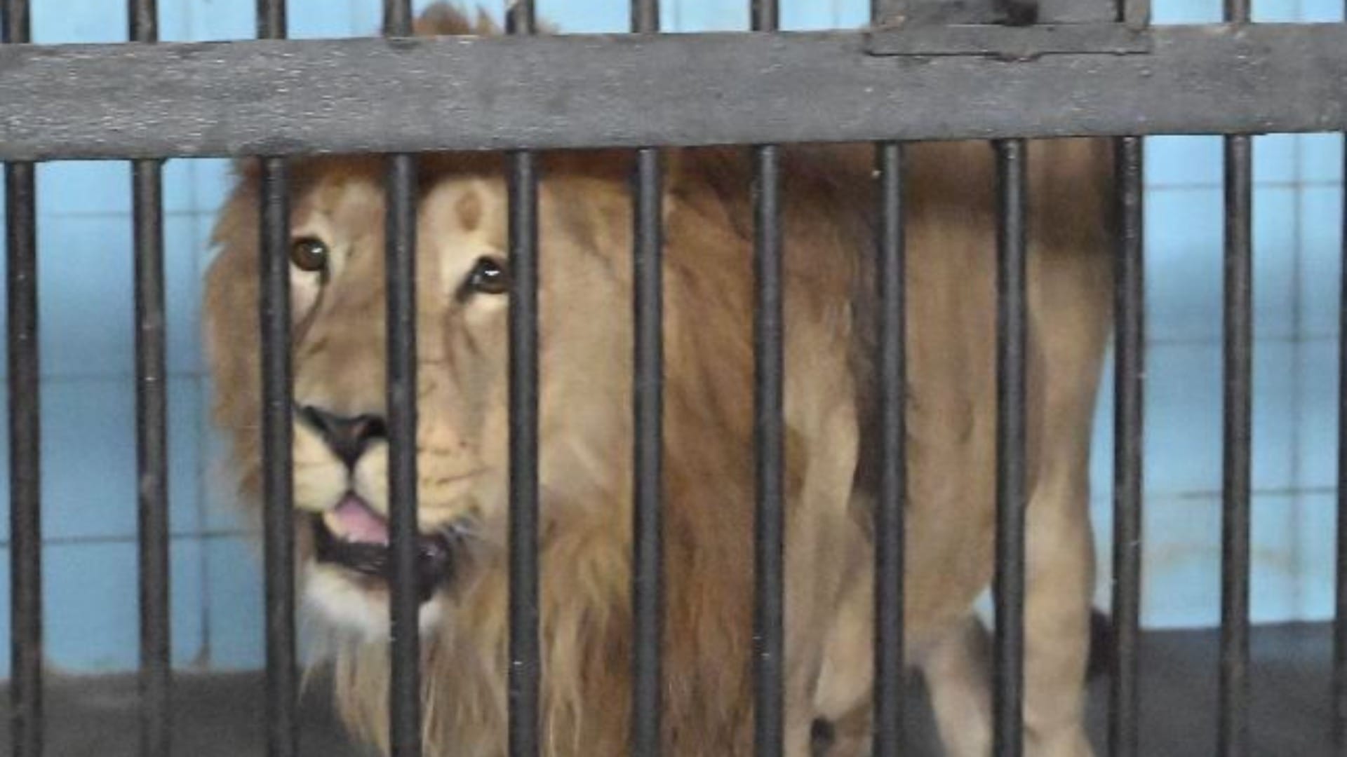 Lion reached from Indore to Bhiwani zoo in Haryana