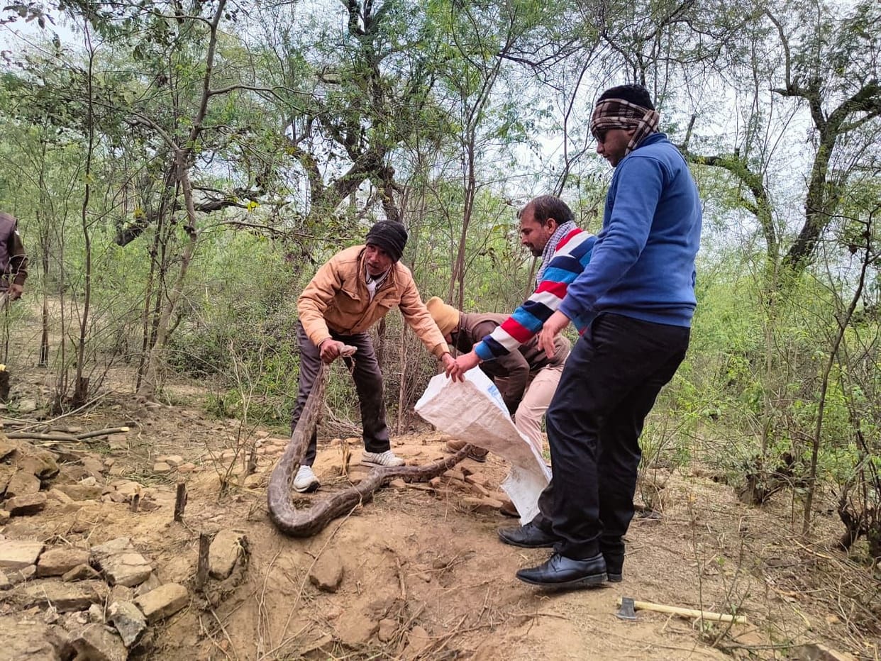 Hathras: 10 feet long python found in the forest of Hanuman Chowki