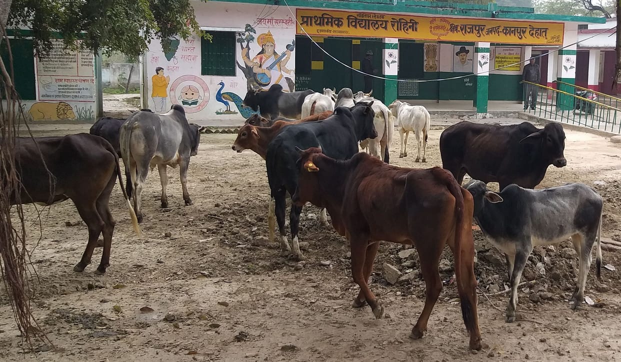 In Rohini village, the farmers stopped the cattle in the council school