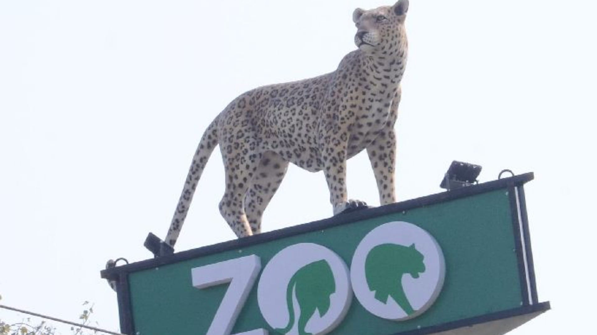 Lion reached from Indore to Bhiwani zoo in Haryana