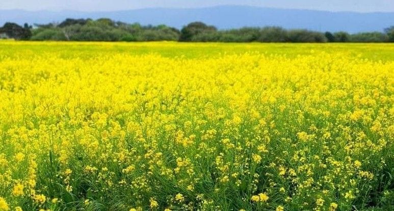 Hathras: Today the festival of Manega Vasant Panchami will be adorned in temples