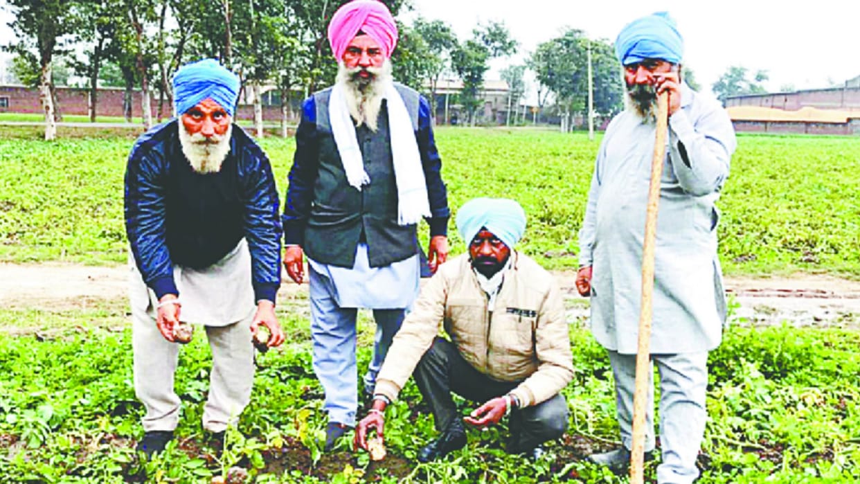 Agriculture department will assess the damage to crops due to rain in Punjab