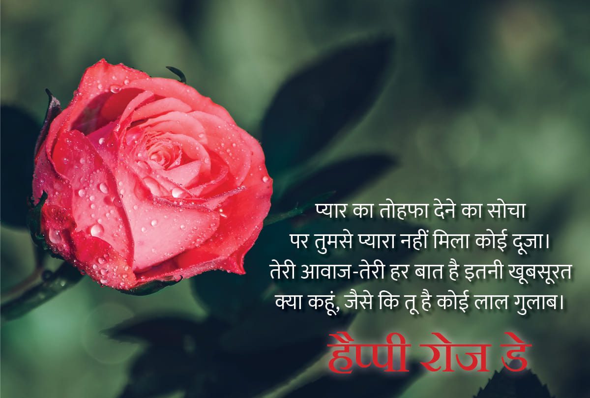 Happy Rose Day 2022 Significance History Reason To Celebrate on 7 February
