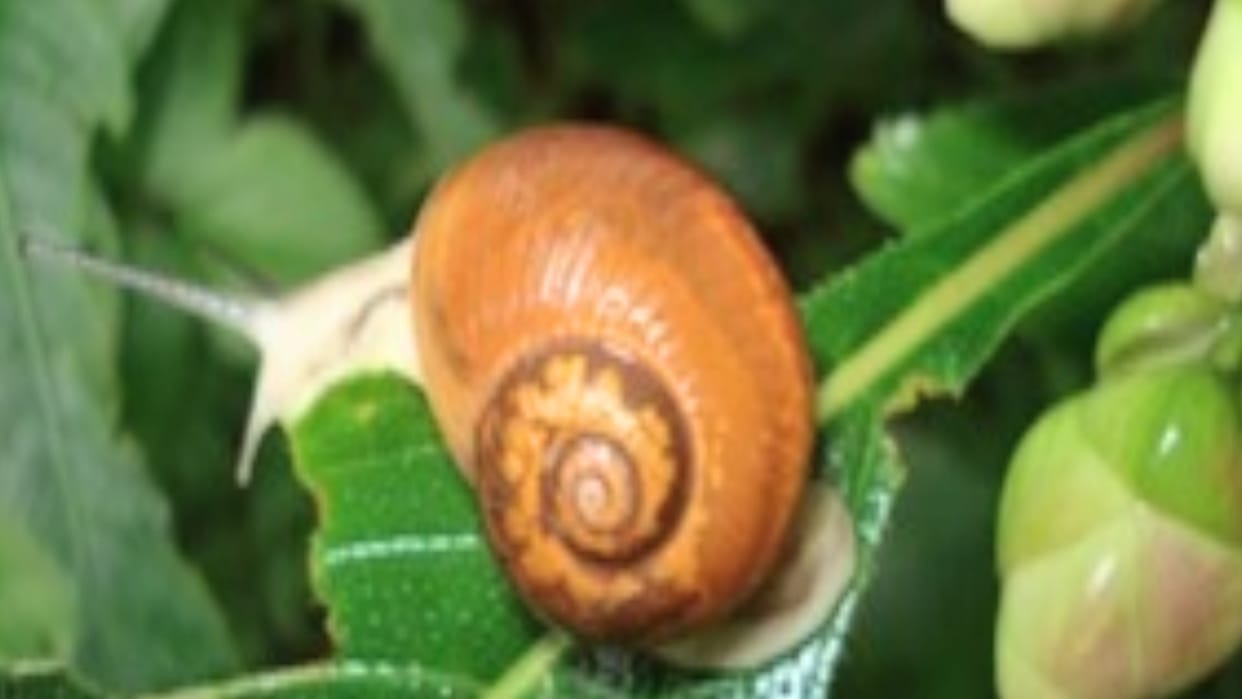 Himachal's snails will be a panacea for diseases of forgetfulness and Madness like Alzheimer's, dementia