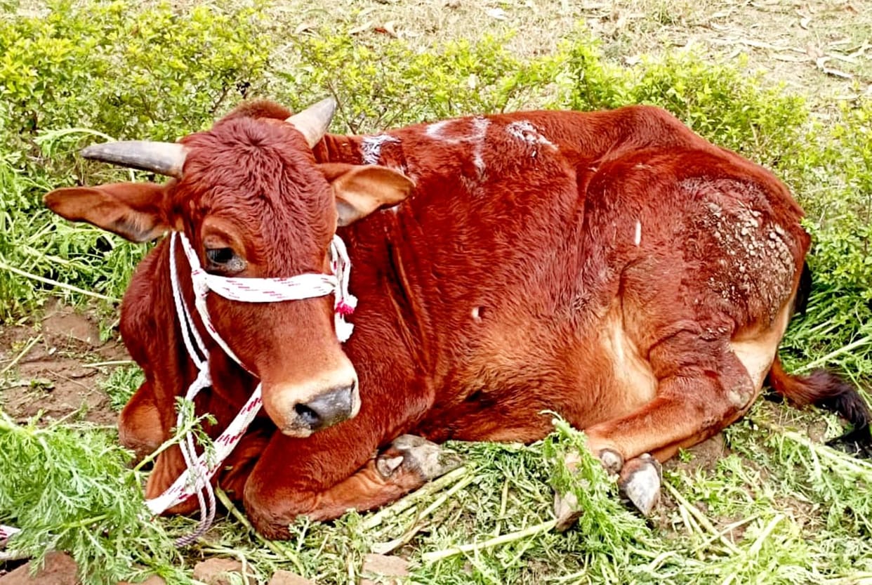 agricultur