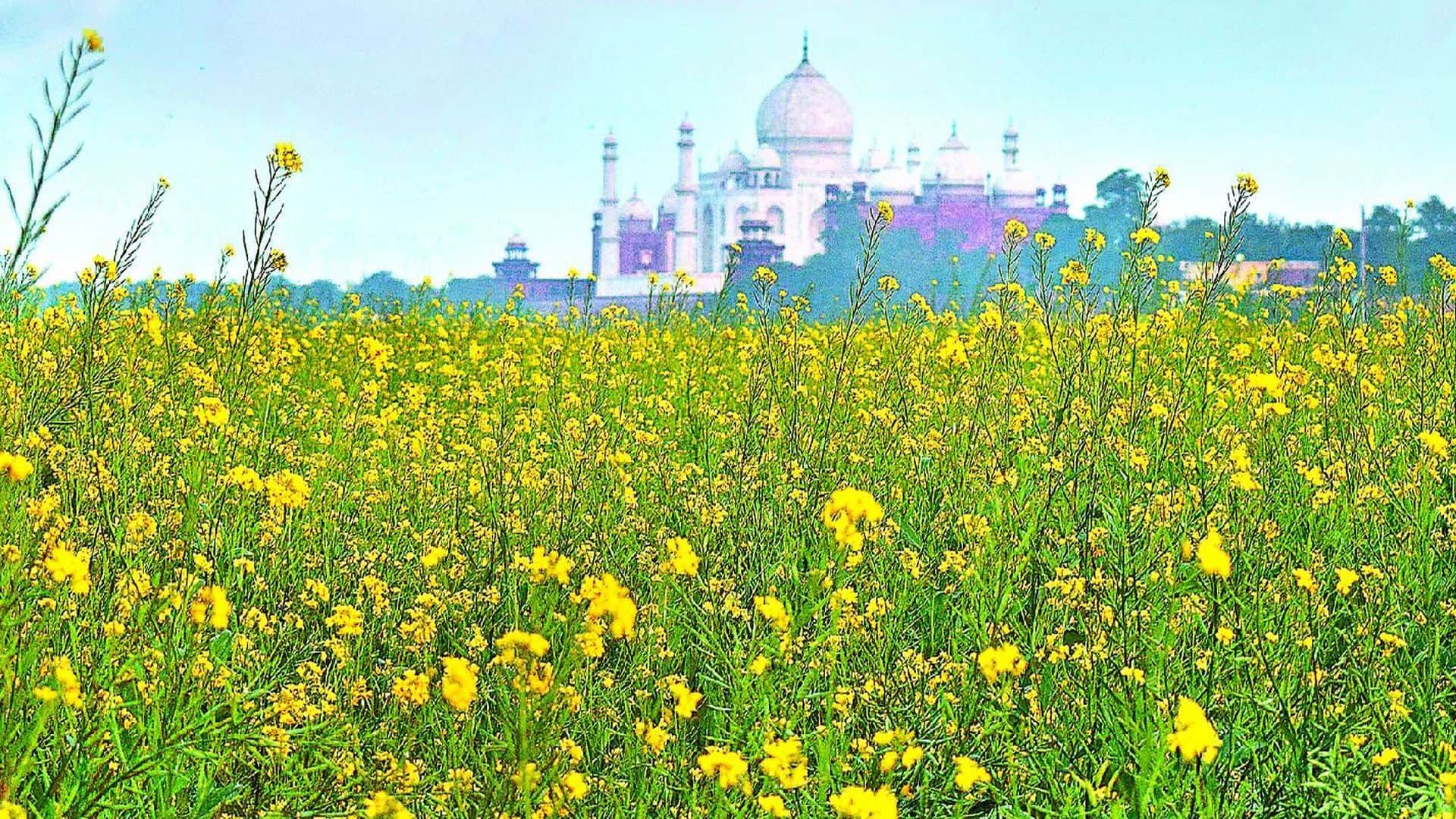 Vasant Panchami 2022: Vasant Mahotsava Celebration In Dayalbagh Agra