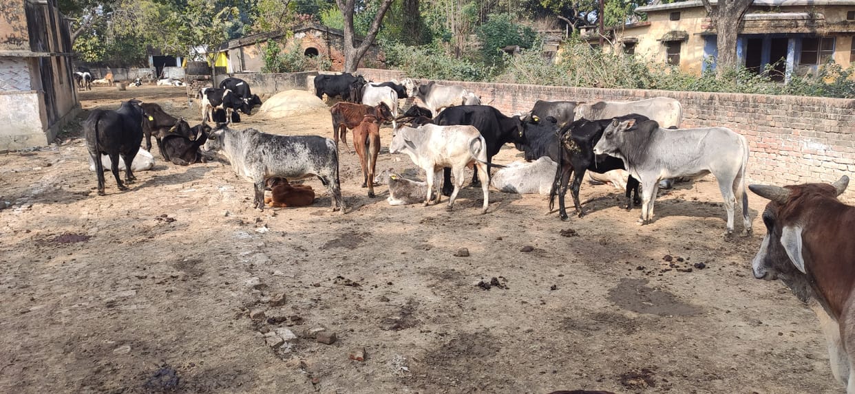 The trouble with the abandoned animals continues, the campaign is proving to be insufficien