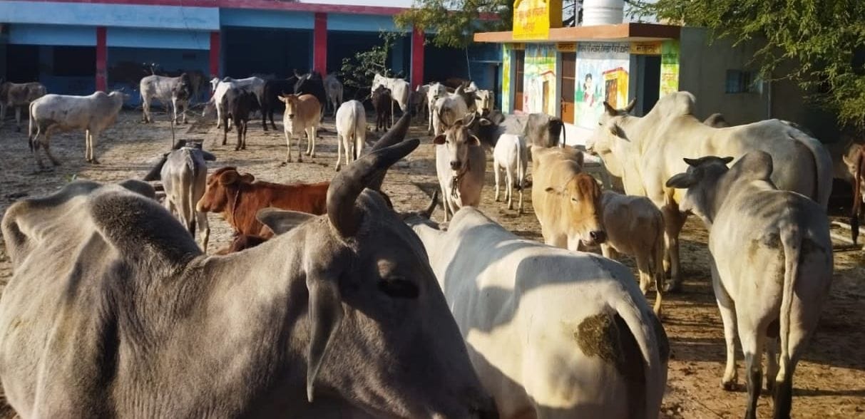 fathepur news,Villagers locked Anna cattle in Panchayat building