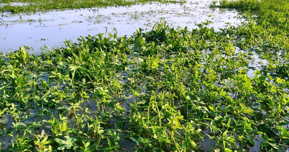 dariyavganj and bhargen cenal cut,  crop drowned