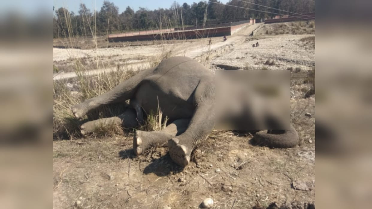 Saharanpur: Elephant dies after being hit by high tension line