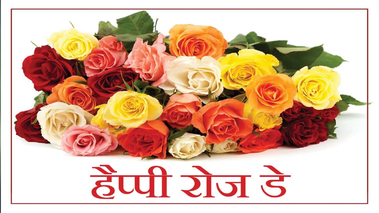 Happy Rose Day 2022 Wishes: Rose Day Images, Quotes, Wallpapers, Messages, Whatsapp Status in Hindi Valentine Day