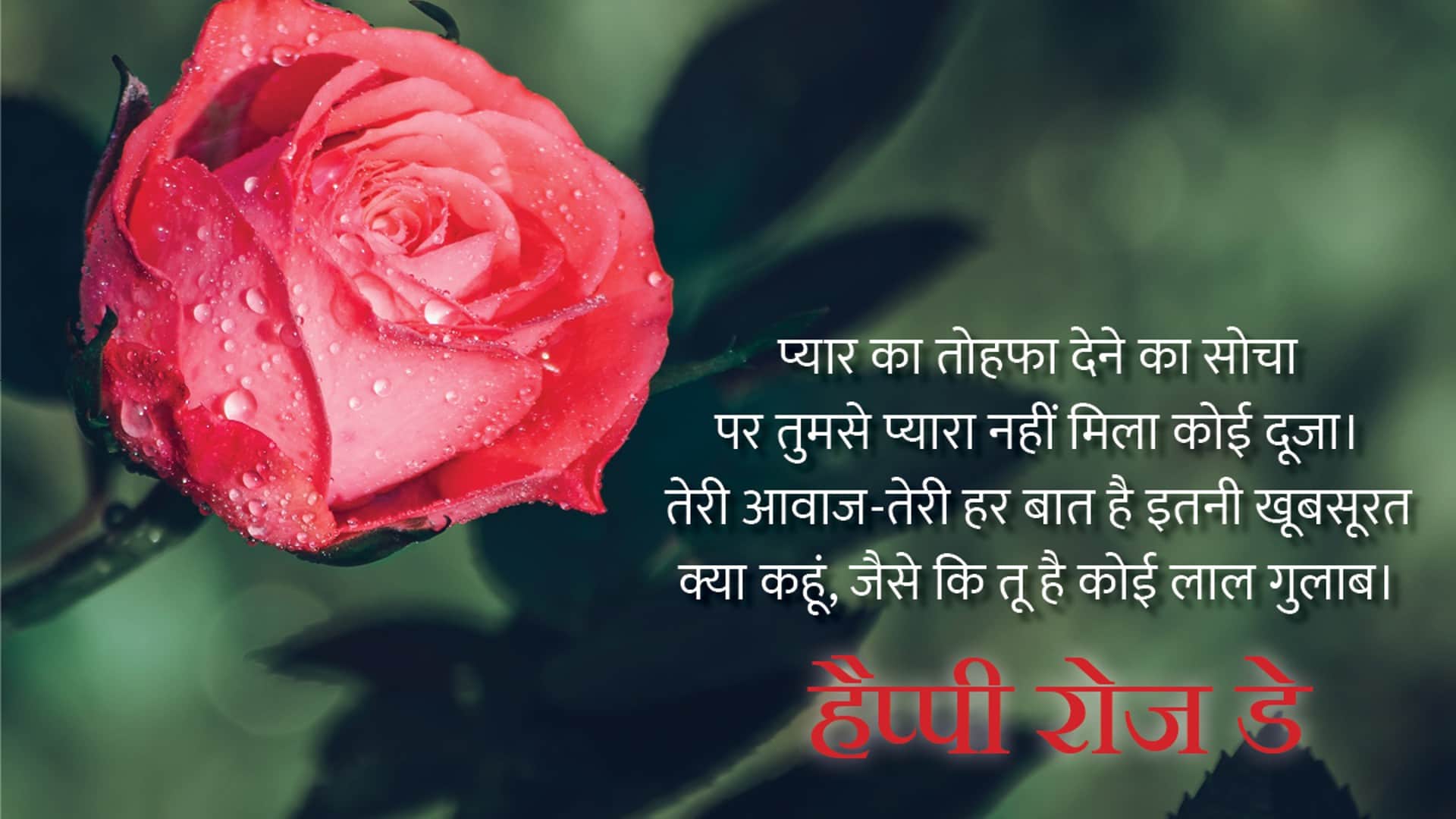 Happy Rose Day 2022 Wishes: Rose Day Images, Quotes, Wallpapers, Messages, Whatsapp Status in Hindi Valentine Day