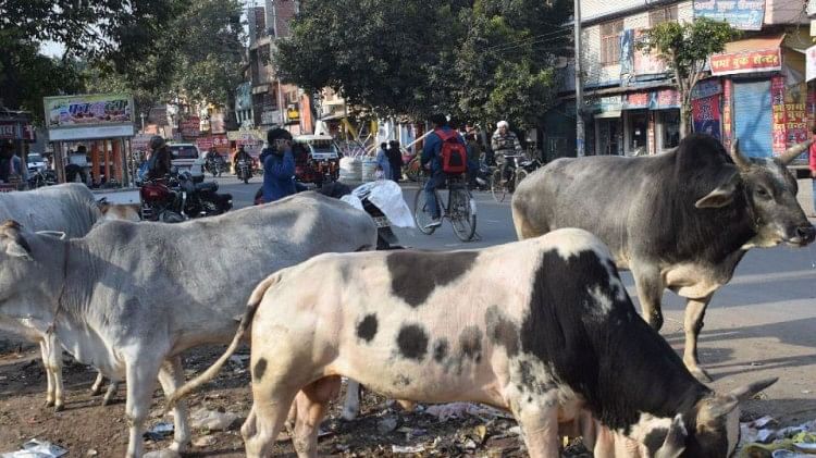 छुट्टा जानवरों की समस्या से मिलेगी राहत: तीन शिफ्ट में पकड़े जाएंगे बेसहारा गोवंश, नगर निगम चलाएगा  विशेष अभियान