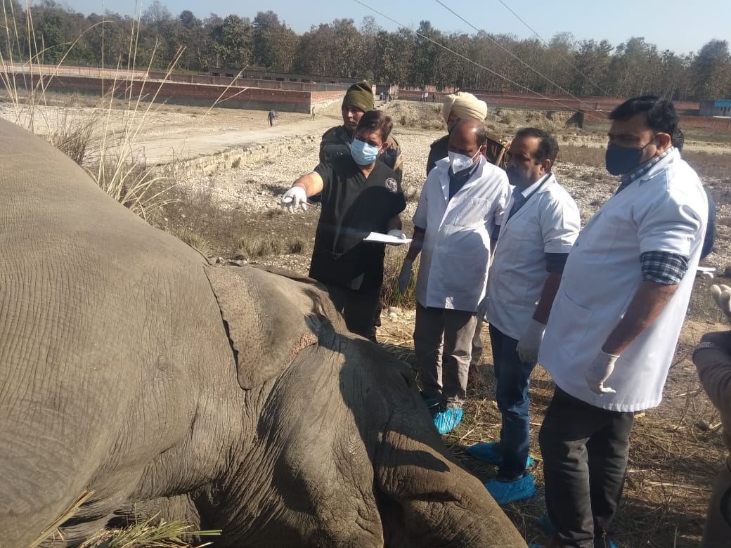 Makhna elephant dies due to current in Shivalik forest