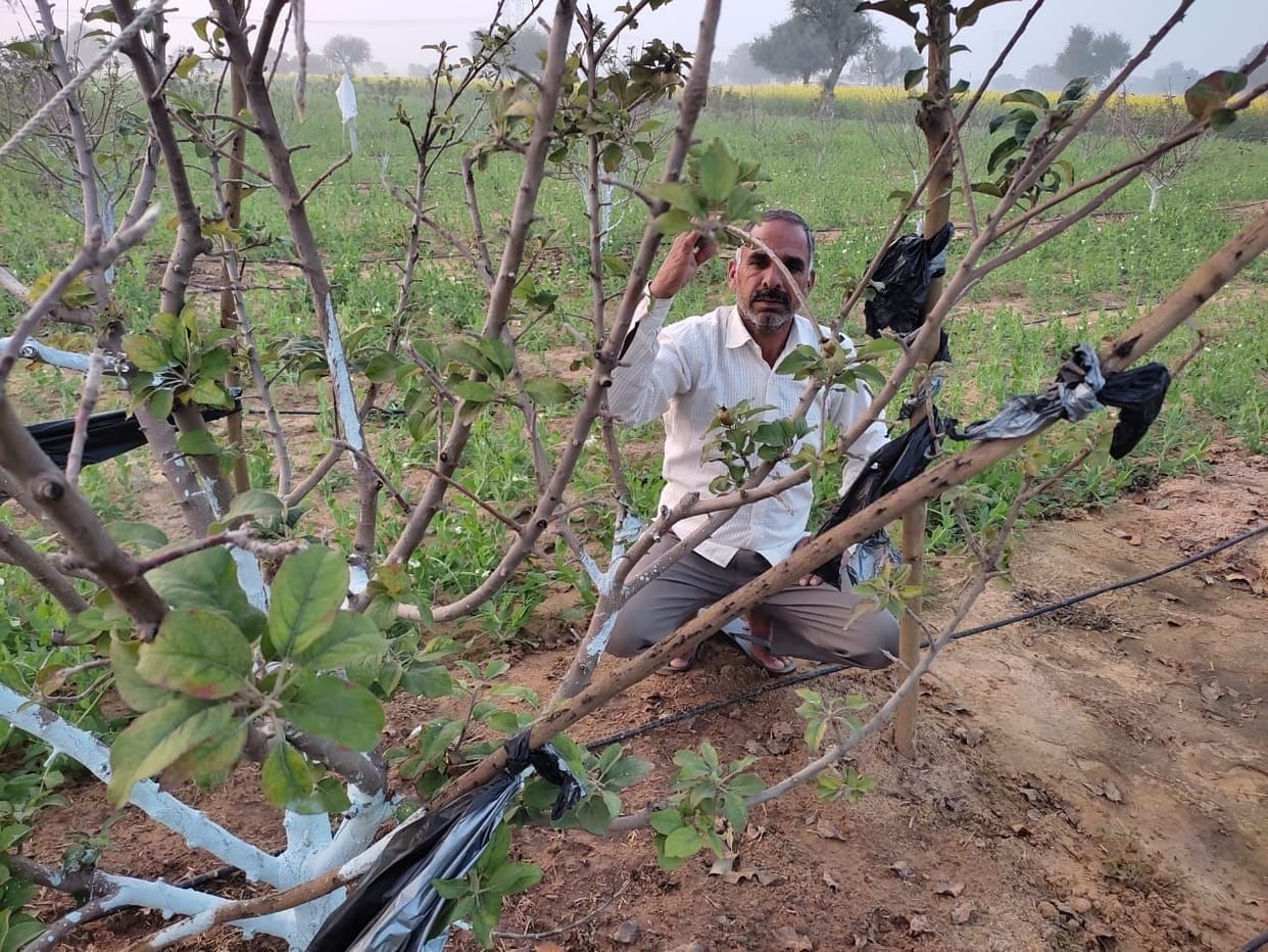 Salute to the spirit: Farmer Dharmendra grows apples, almonds and walnuts on sandy land