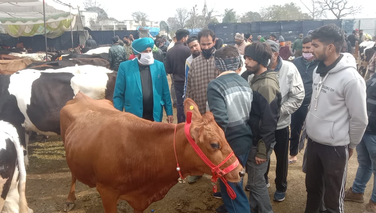 cattle owners bought milch cattle in livestock fair
