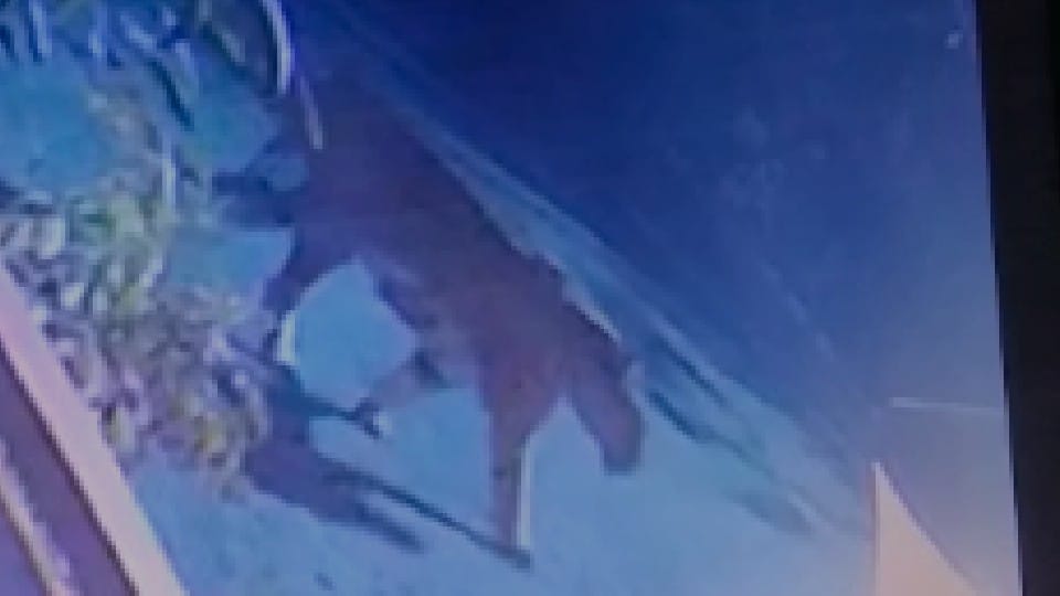 Tiger seen in Bhopal city: Caught in CCTV installed outside Bhoj University VC's bungalow, forest department was understanding leopard