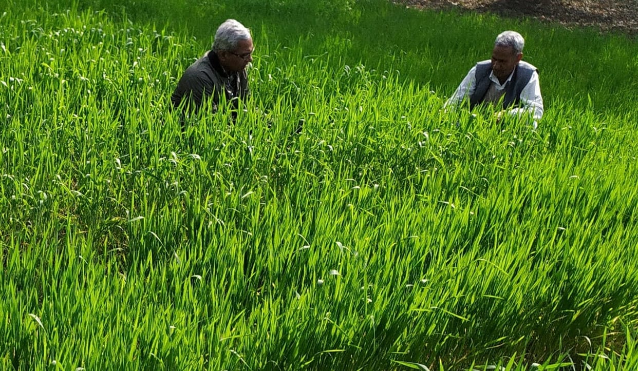 Fear of outbreak of yellow rust increased in wheat crop