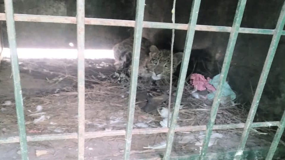 The cub of a female leopard who killed innocent children was captired  in a cage.